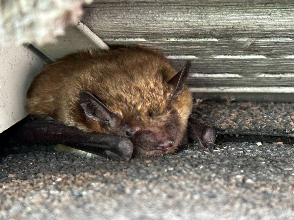 Wildlife Control Cedar Springs