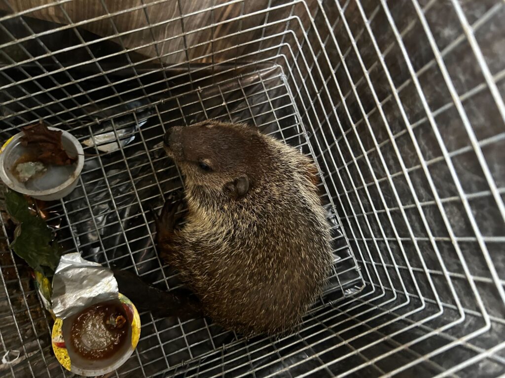 Wildlife Control Cedar Springs