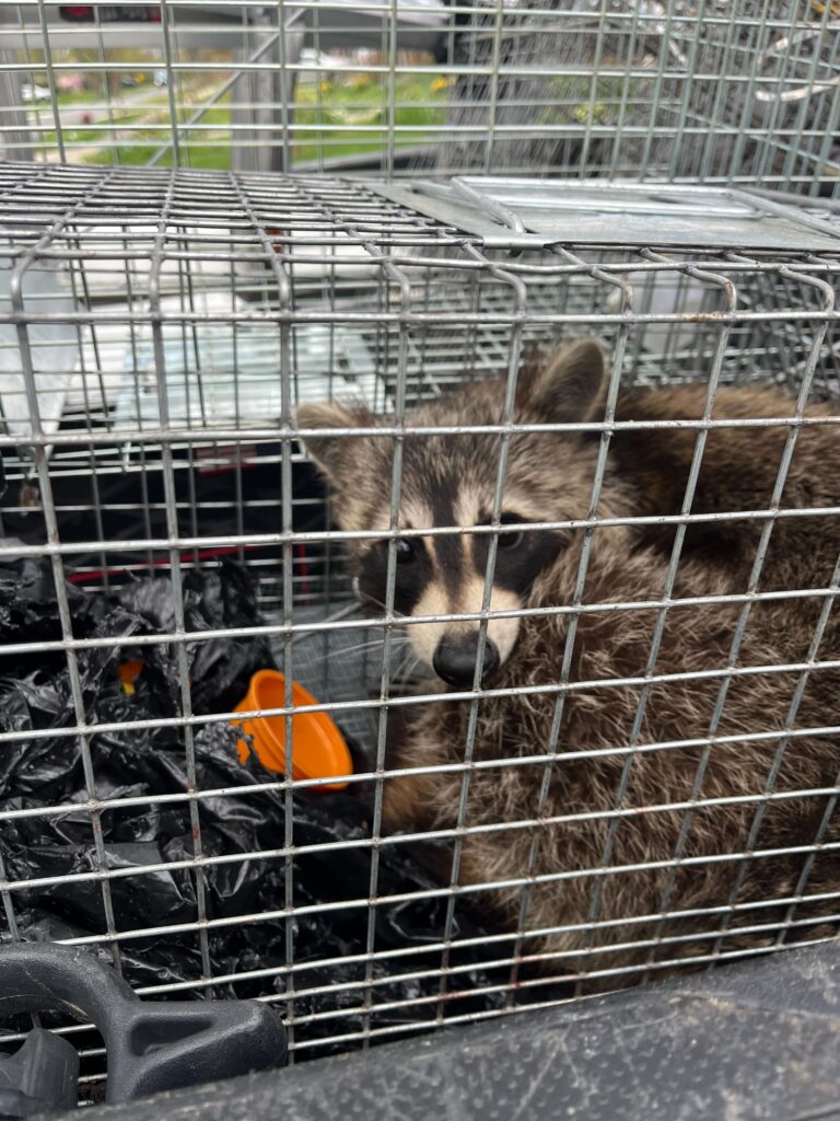 Wildlife Control Cedar Springs